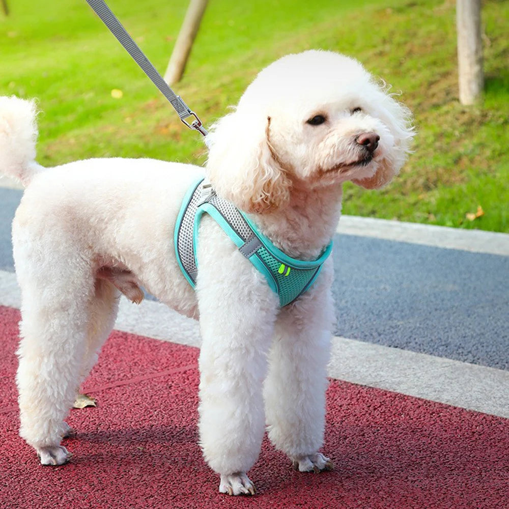 Comfy Adjustable Pet Harness Set
